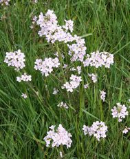 Wiesenschaumkraut-34.jpg